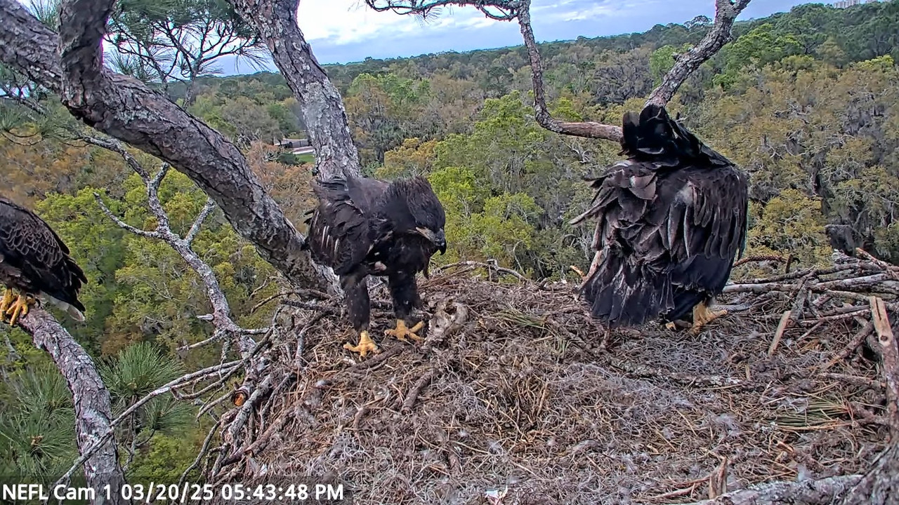 NEFL Cam 1 — tiešraidē Bald Eagle Cam 3-44-7 screenshot