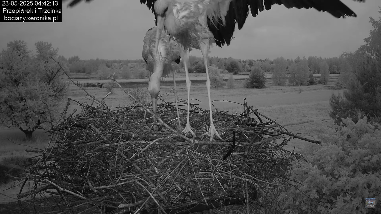 23052025bociany2