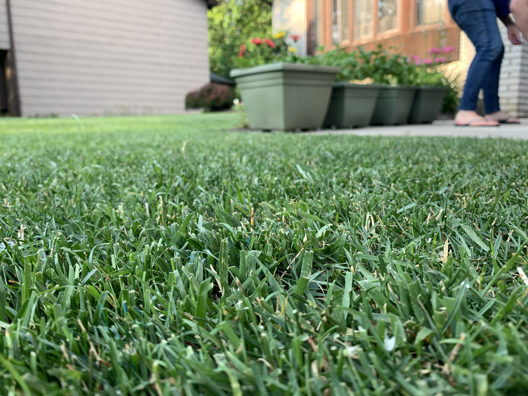 Low mow TTTF seed | Lawn Care Forum