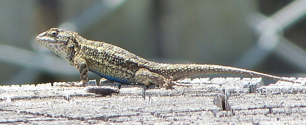 Western-fence-lizard04.jpg