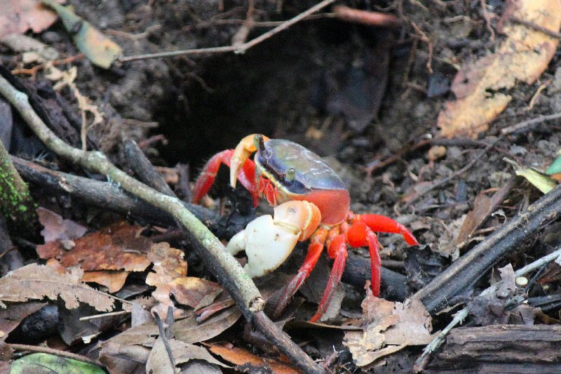 DE TORTUGAS Y PEREZOSOS. COSTA RICA 2019 - Blogs de Costa Rica - DIA 14: PARQUE DE MANUEL ANTONIO (14)