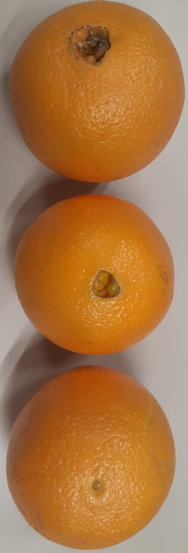 Oranges