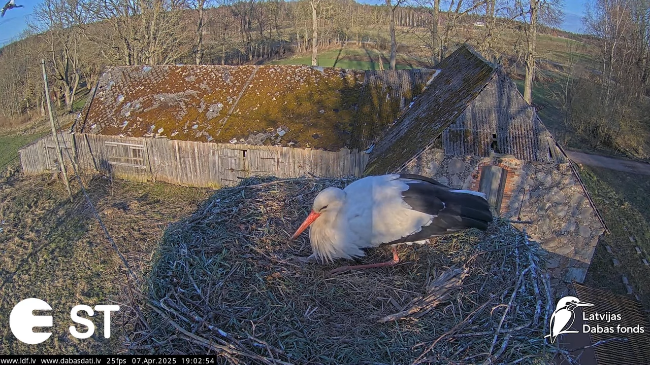 (7) Baltie stārķi (Ciconia ciconia) Tukuma novadā __ White storks in Tukums, Latvia - YouTube - 733_