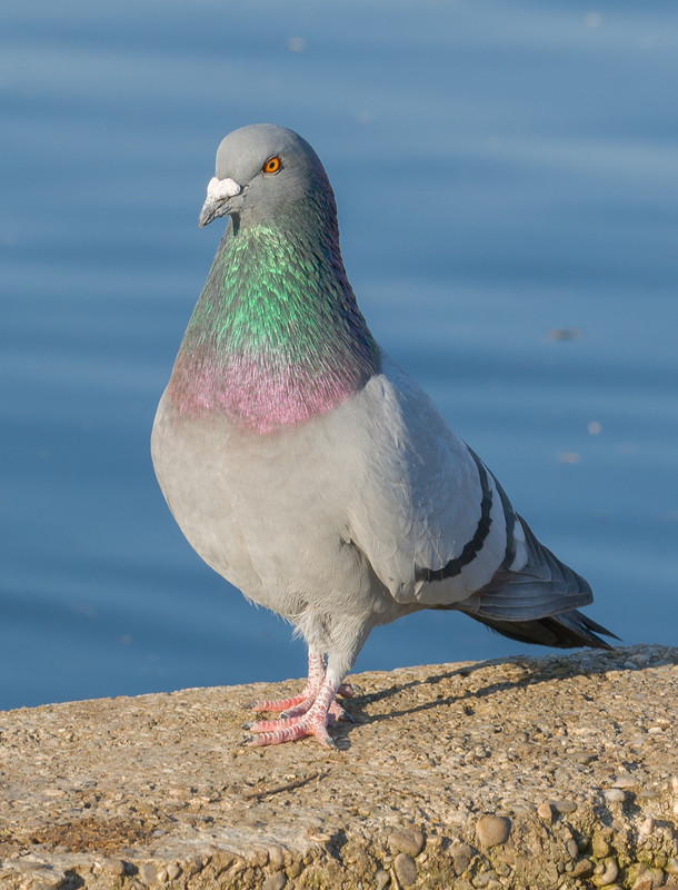 Paloma bravía (Columba livia) Palacio de Nymphenburg Múnich Alemania01