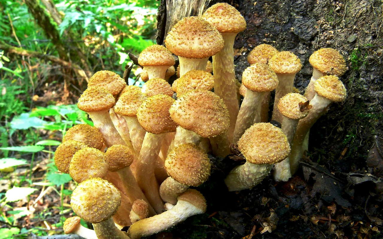 kartinki24_ru_mushrooms_63