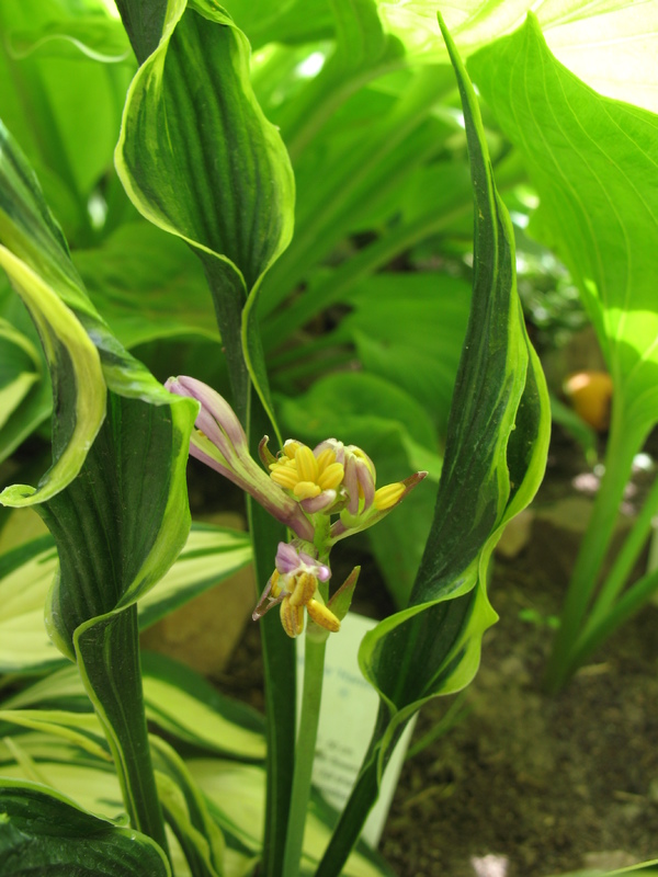 IMG_0935