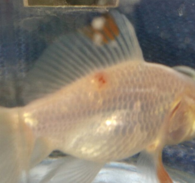 WhatsApp Image 2017-11-18 at 13.37.28 (1)