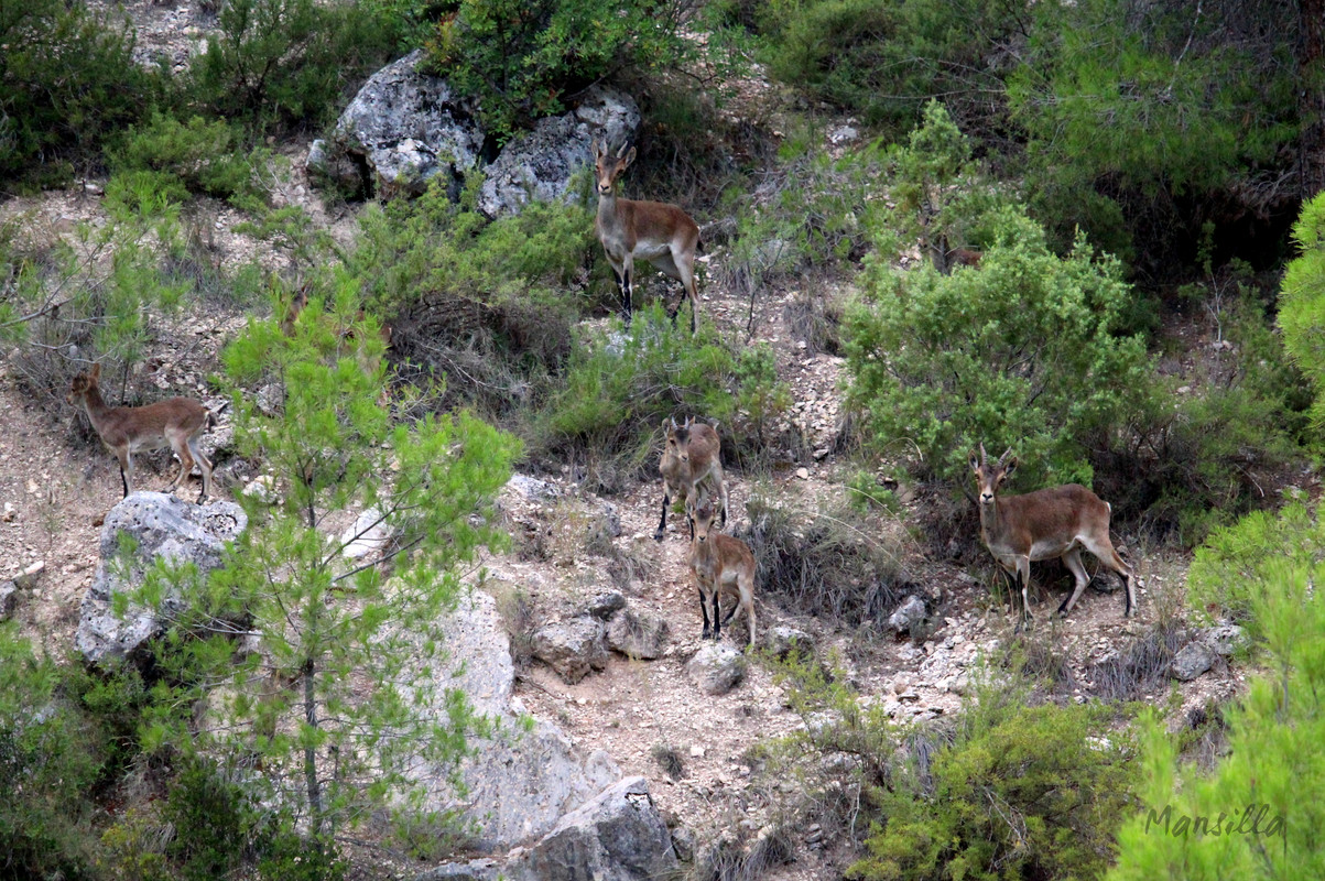 Alcala-del-Jucar-10