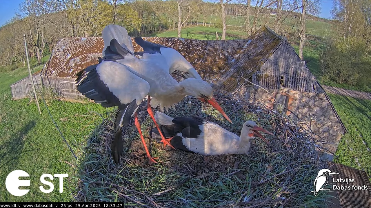 (28) Baltie stārķi (Ciconia ciconia) Tukuma novadā __ White storks in Tukums, Latvia - YouTube - 812