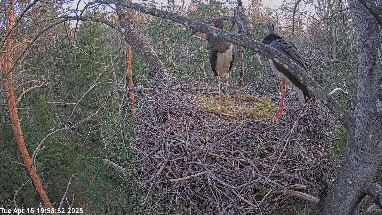 Must-toonekurg 3 __ Ciconia nigra __ Melnais stārķis 11-55-59 screenshot