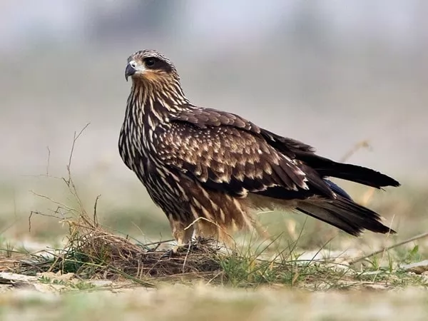 [Image: buzzard-facts-with-pictures-and-video-68...93339.webp]