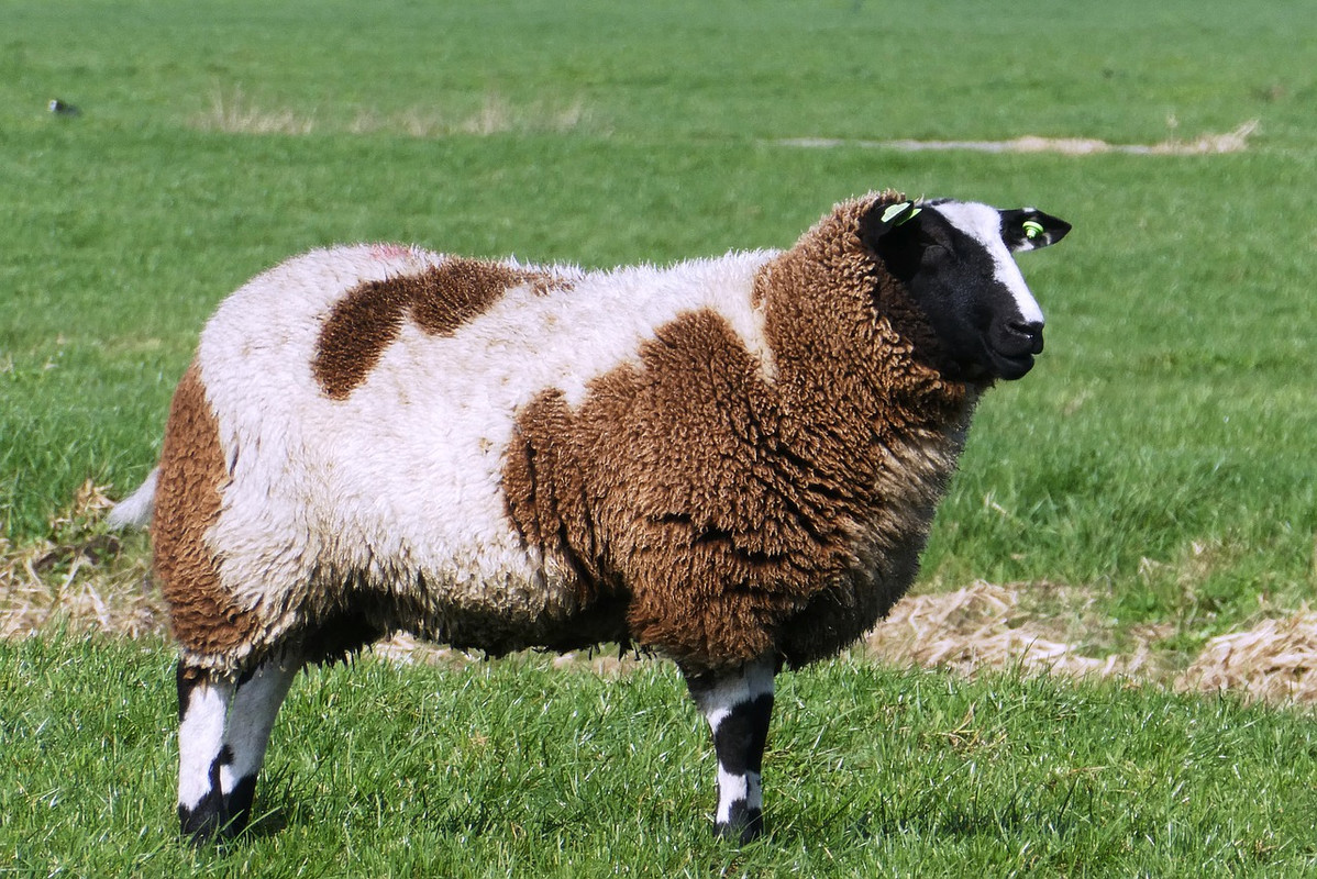 brown-sheep-6627632-1280.jpg