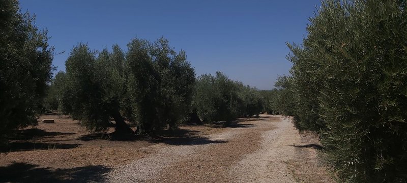 Seguimiento evolutivo finca de secano en Jaén - Página 2 PHOTO-05