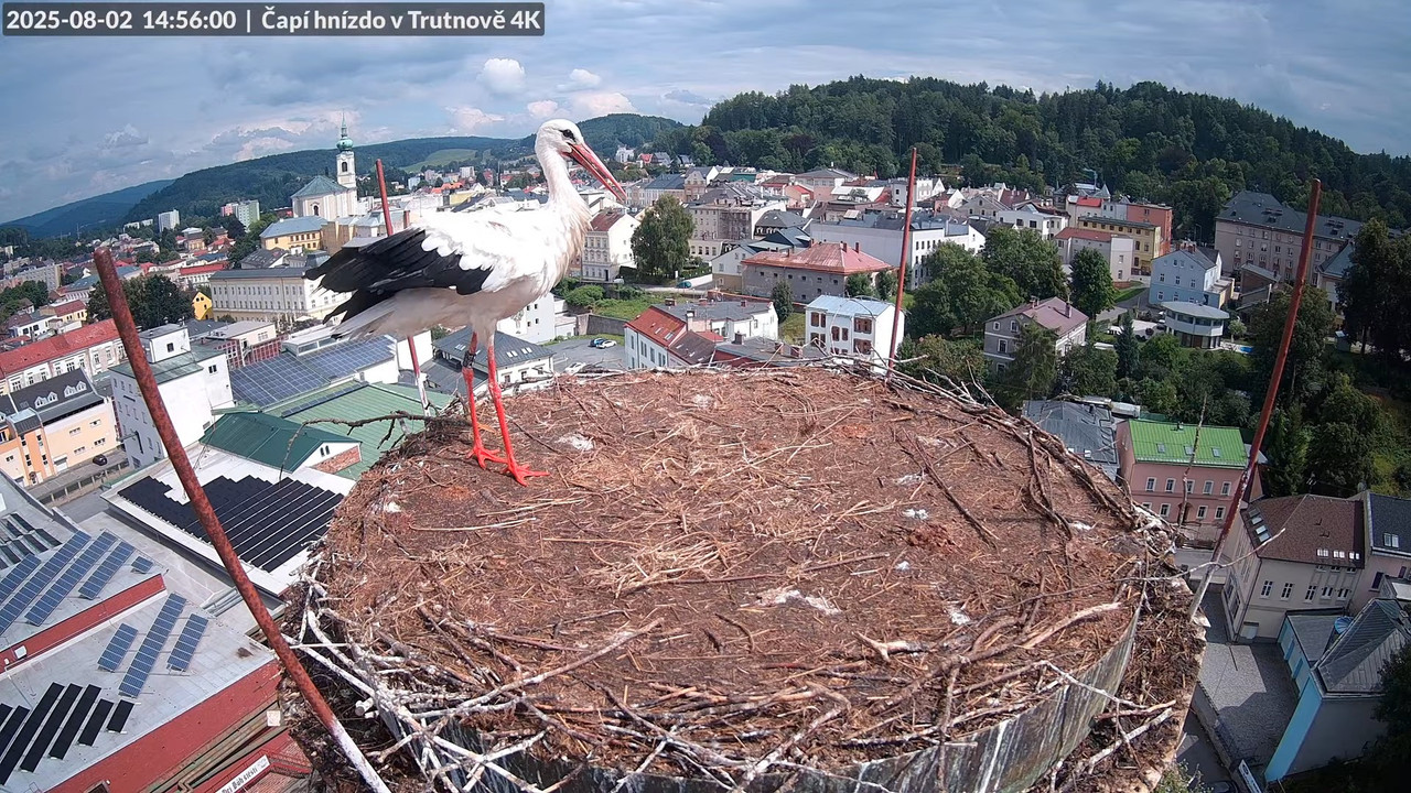 Živě z čapího hnízda na pivovarském komíně v Trutnově 9-28-58 screenshot