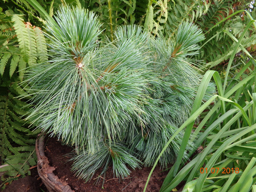 сосна шверина 3