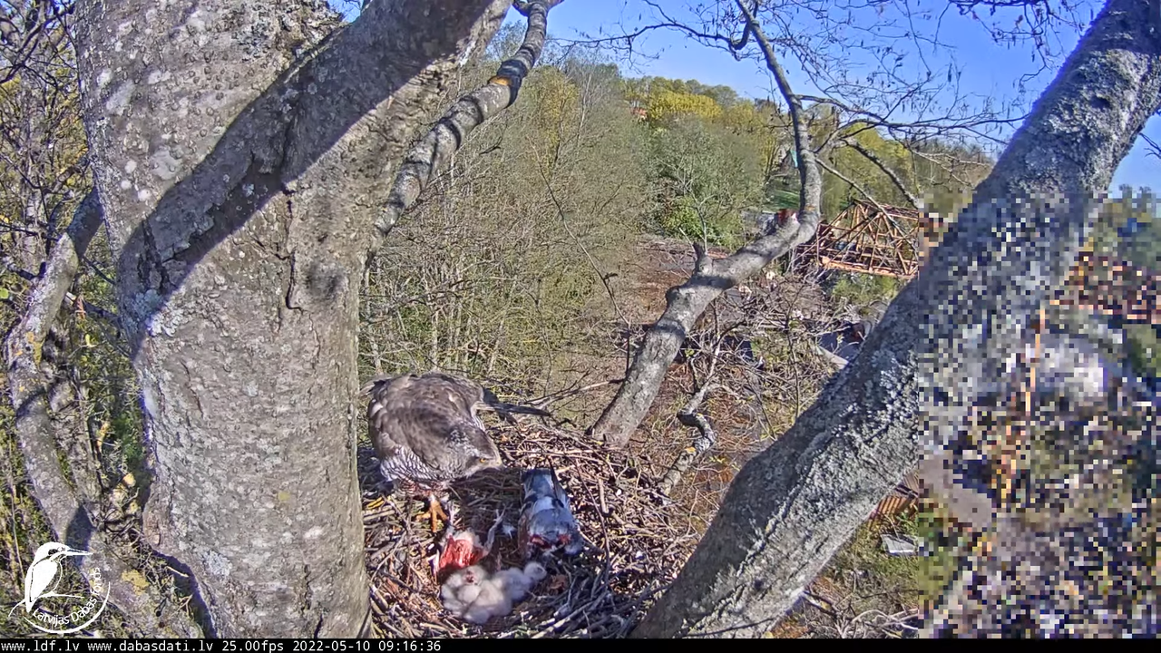Vistu vanags (Accipiter gentilis) Rīgā - LDF tiešraide __ Goshawks, Riga, Latvia 14-44-14 screenshot
