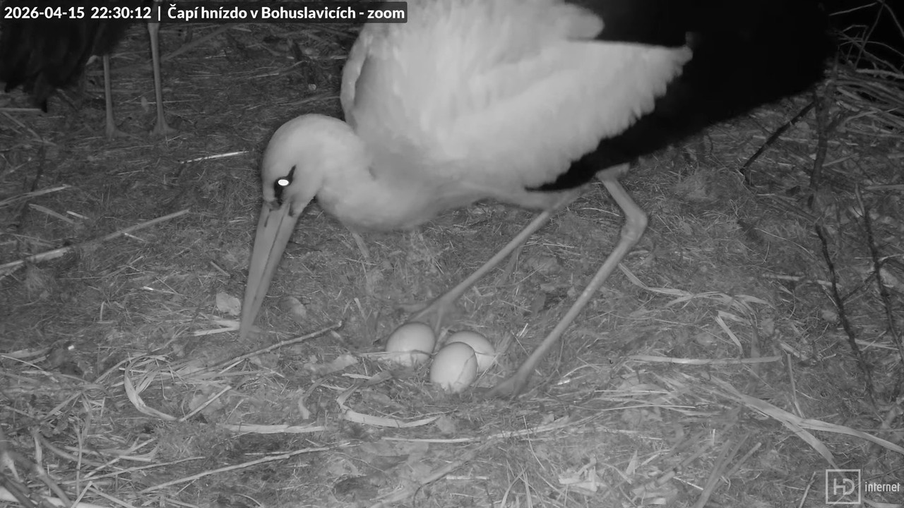 Tiešraide no stārķa skursteņa Bohuslavicē netālu no Trutnovas 4K (tuvināms) 13 19 12 screenshot (1)