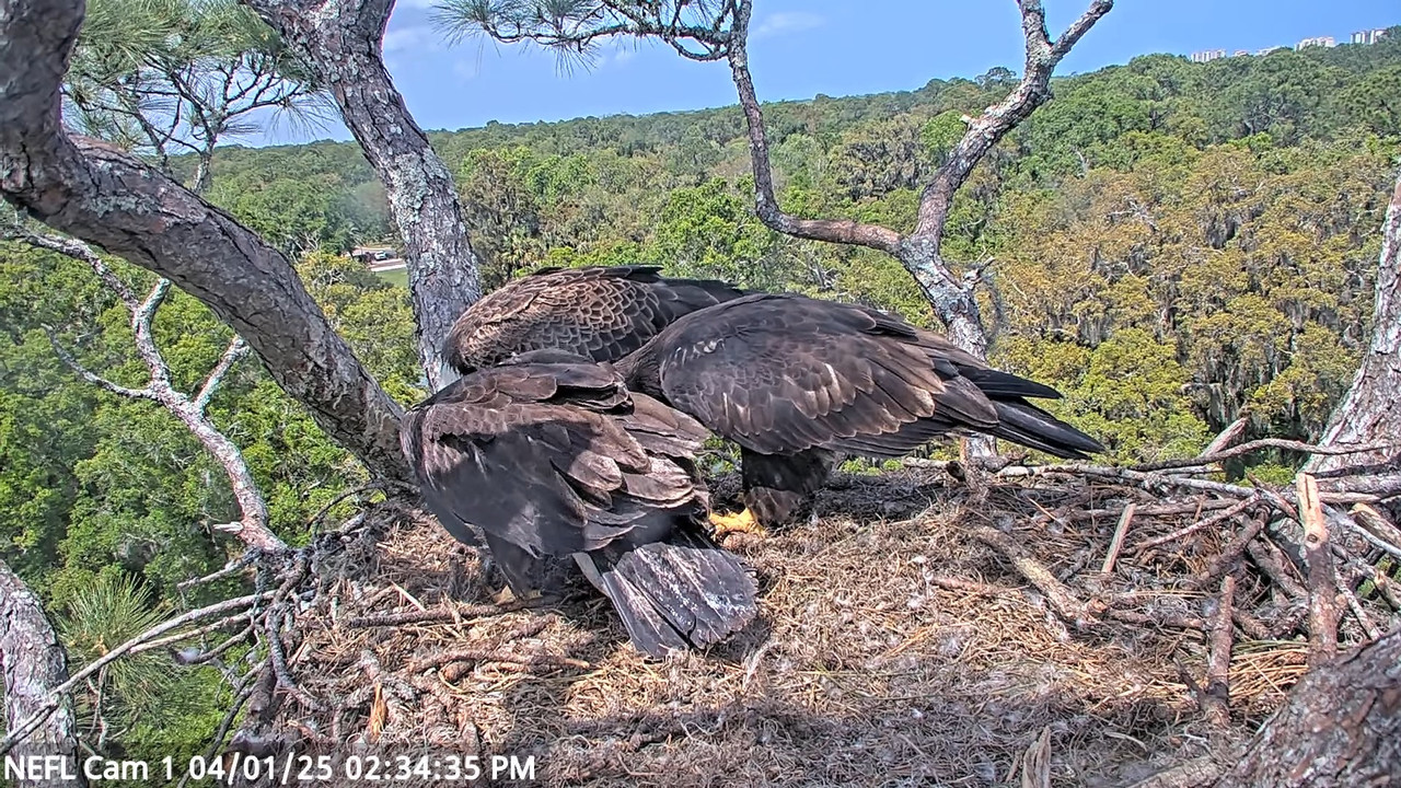 NEFL Cam 1 — tiešraidē Bald Eagle Cam 34-0 screenshot