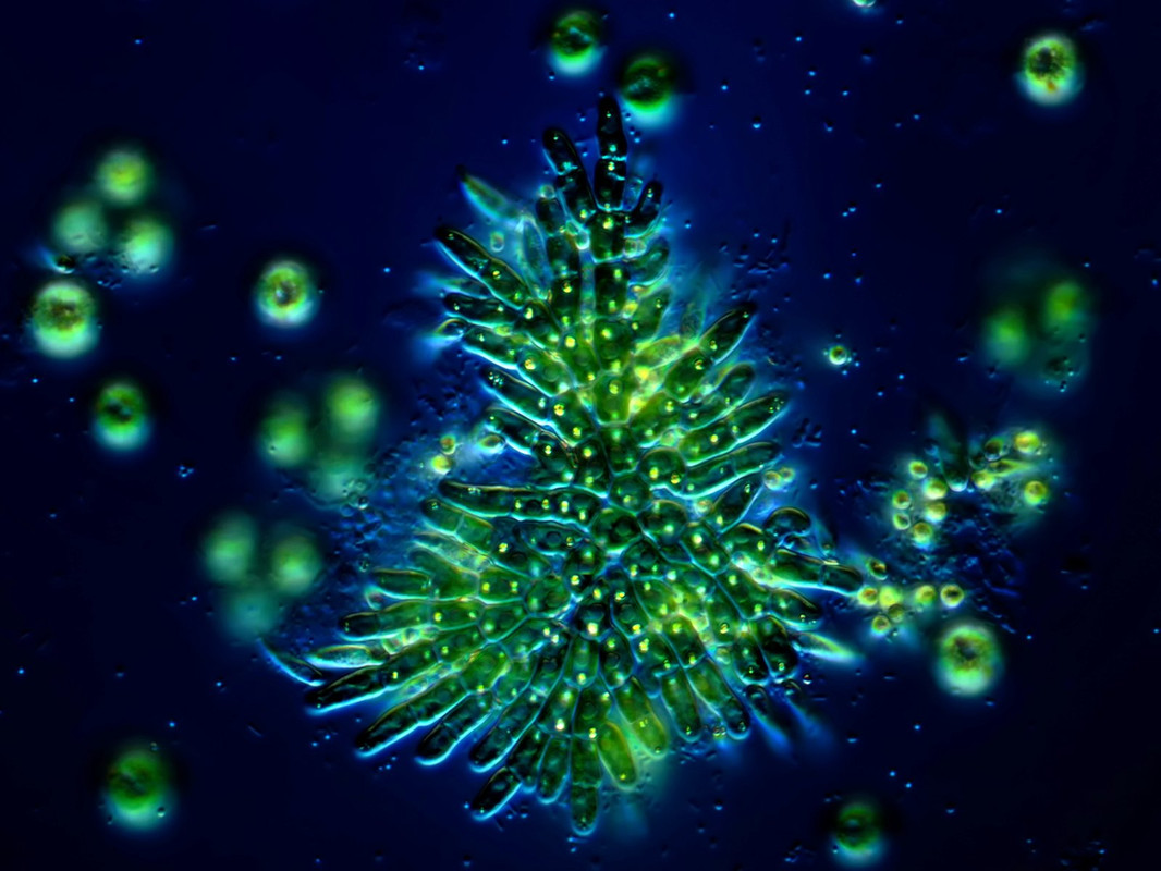 Gongrosira 11 (ev) papuasica Polsteralge mit Pyrenoid (Algal 537) D-DIK 100