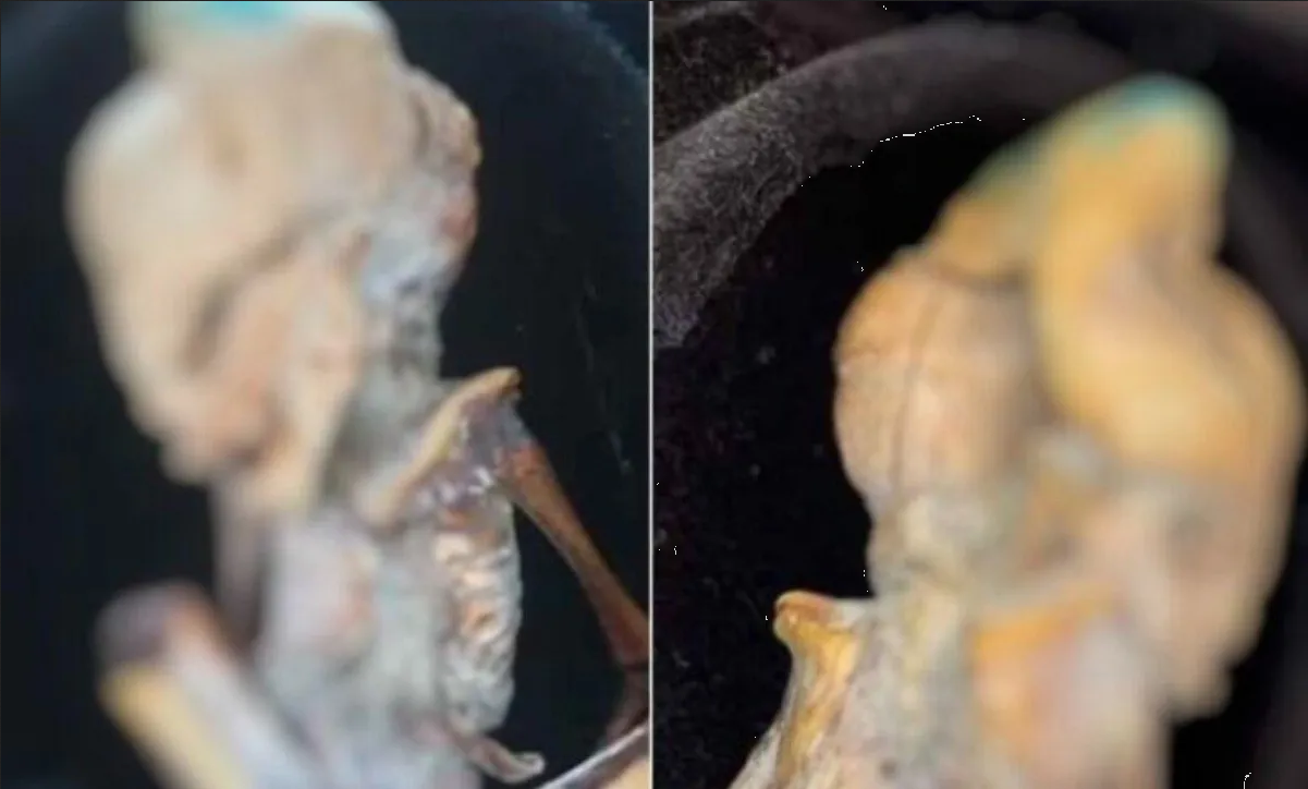Misterioso feto momificado en Colombia: ¿Origen extraterrestre o humano antiguo?