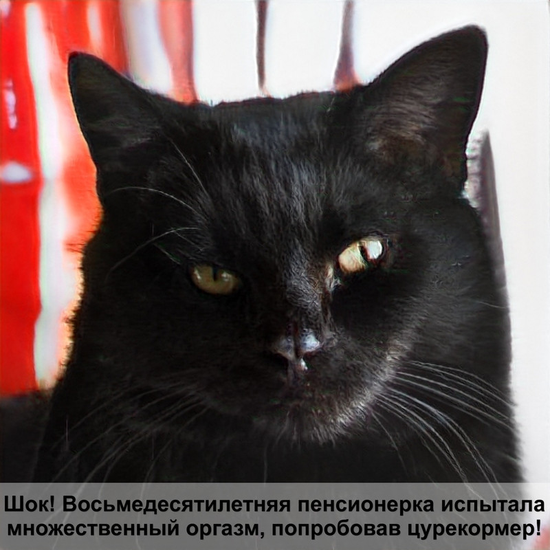 кошка с длинными ушами