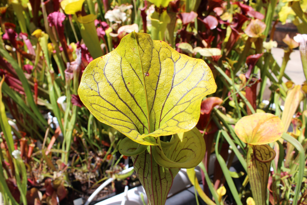 21EFB7B6-5303-4D94-80BF-944023A3E0AD