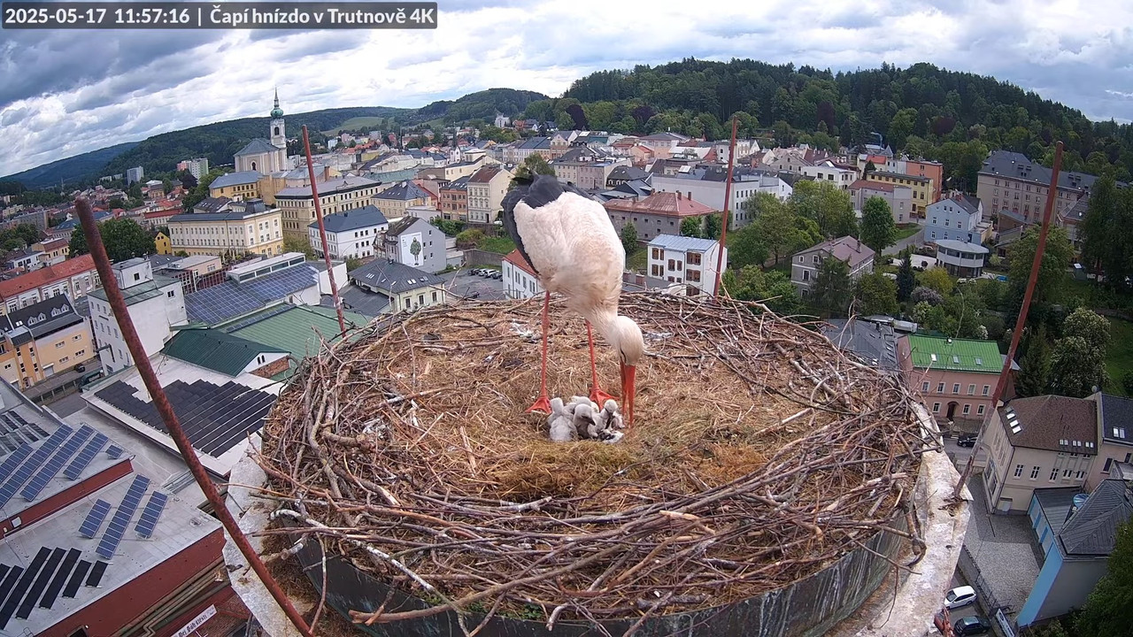 Tiešraide no stārķa ligzdas uz alus darītavas skursteņa Trutnovā 13-3-16 screenshot