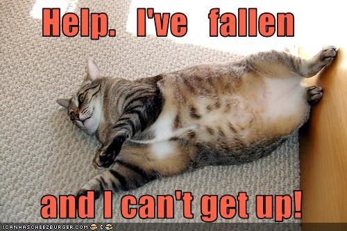 Fallen-Cat-12099857c01663015be4f71decf00b16