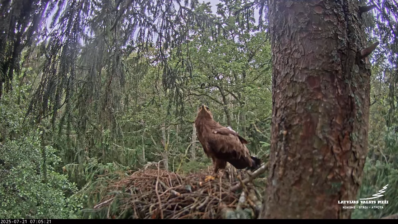 LVM mazais ērglis Lisiņa, egle – Lesser Spotted Eagle 4-50-45 screenshot