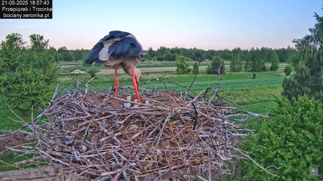 21052025bociany28