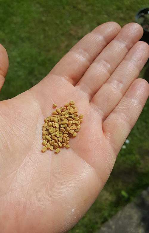 fenugreek-seeds.jpg