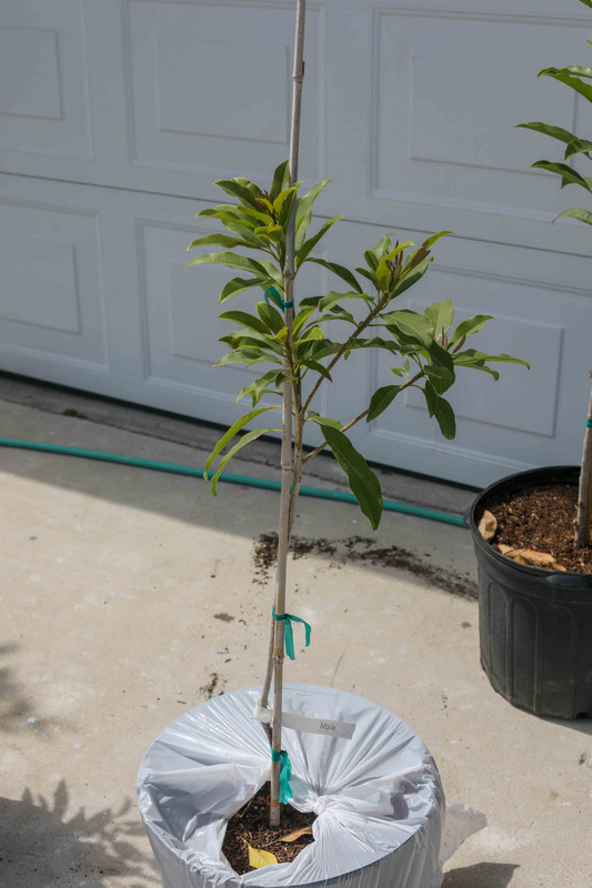 Molix Sapodilla Tree, Just Purchased (6-3-2017)