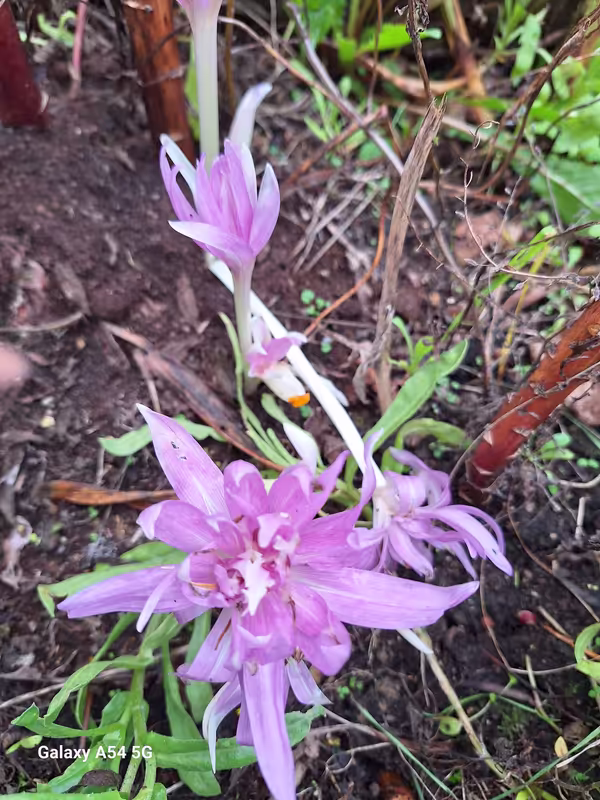 [Image: 20241018-141231.avif]