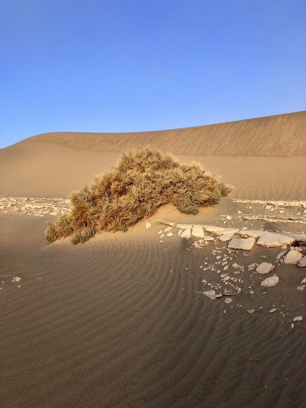 220122_Sug_Demo-DeathValley_CC_i010117