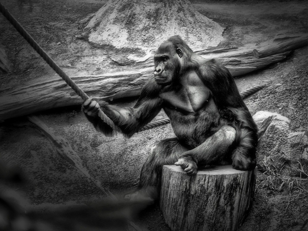 blacknwhite-monkey-357462-1280.jpg