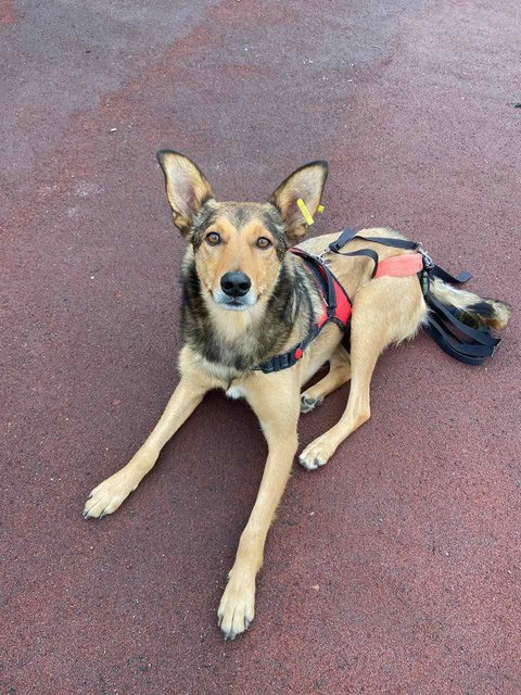 лисенок от вали