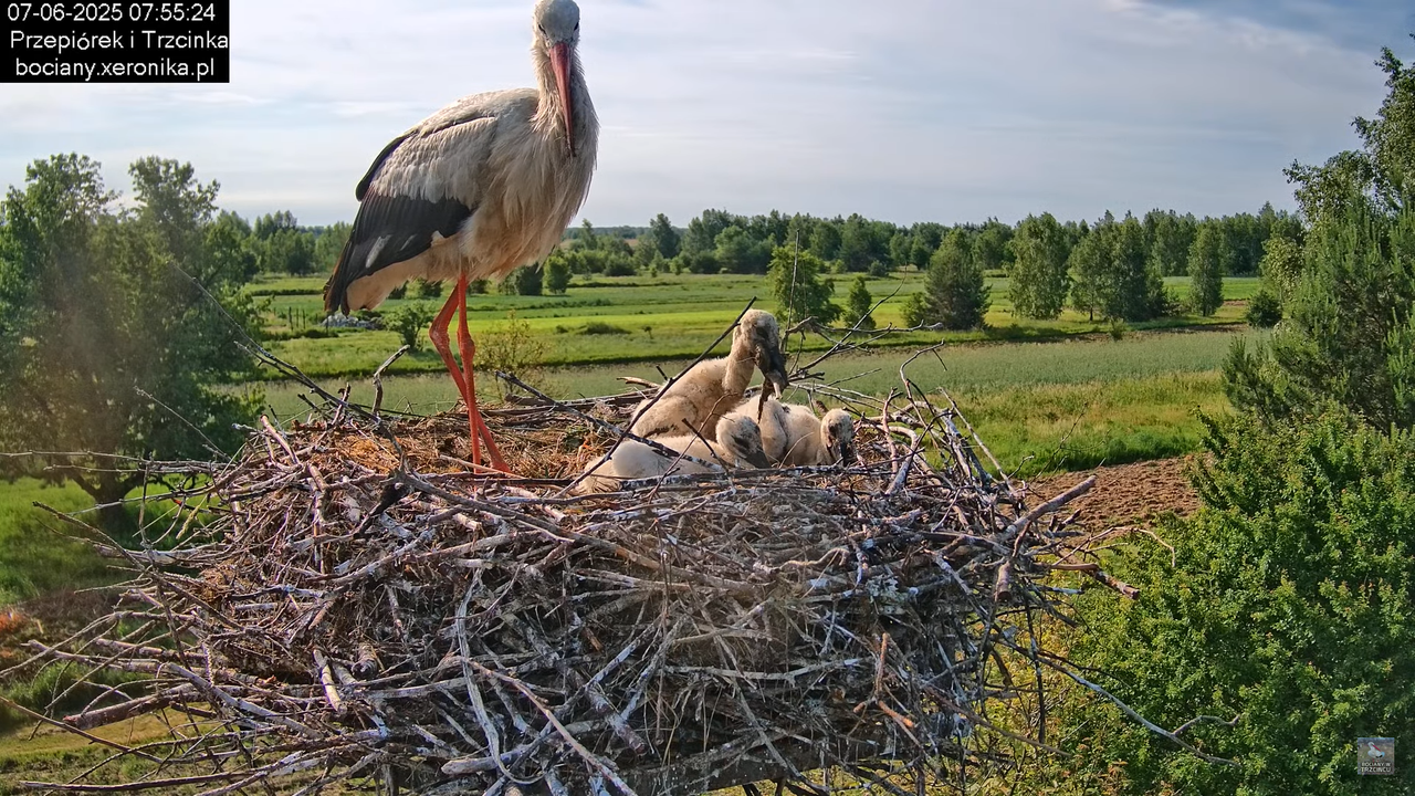 07062025bociany14