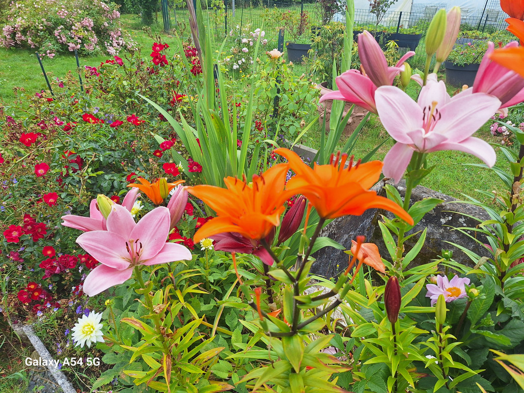 [Image: 20240702-134717.jpg]