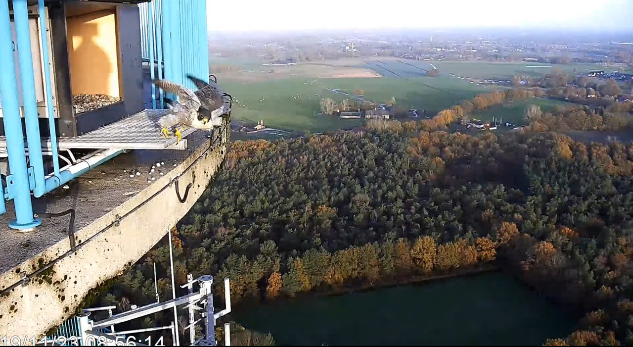 screenshots va 2 november 2023 © VWGGemert - Pagina 5 2023-11-19-090904