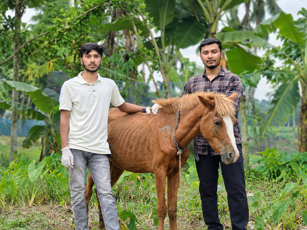 ১৩ দিন ধরে আহত ঘোড়ার চিকিৎসা করছেন সোহেল, দেখতে গিয়ে ক্ষত ড্রেসিং করলেন নুর হাসান নাহিদ