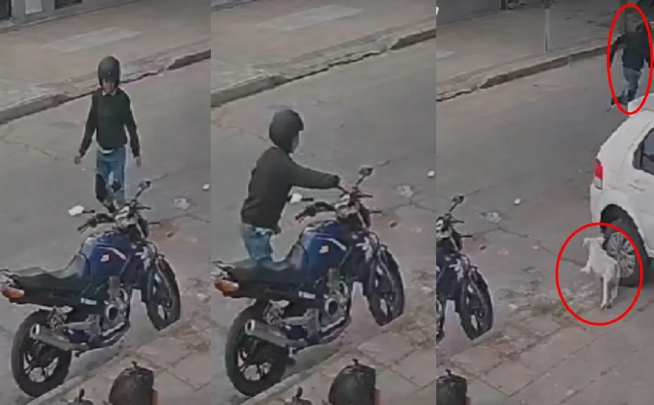 Perrito corretea a ladrón y evita el robo de una moto en Argentina: video