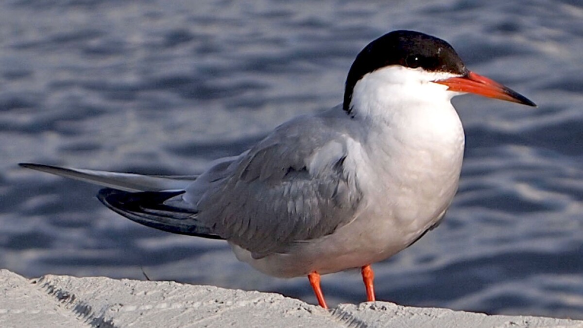 Common Tern: LA County (and 5MR) lifer!