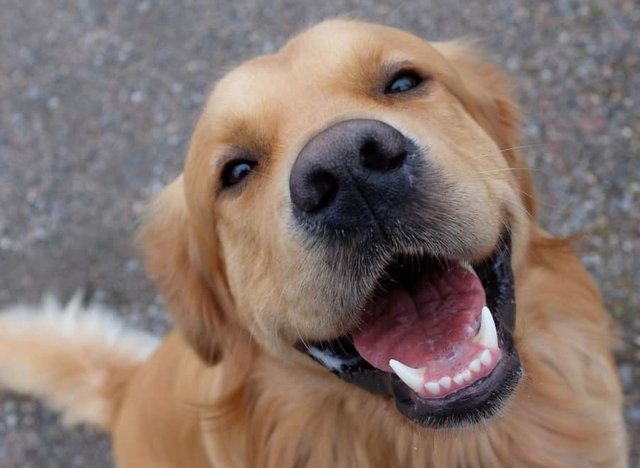 Dog-Golden-NTQ.jpg