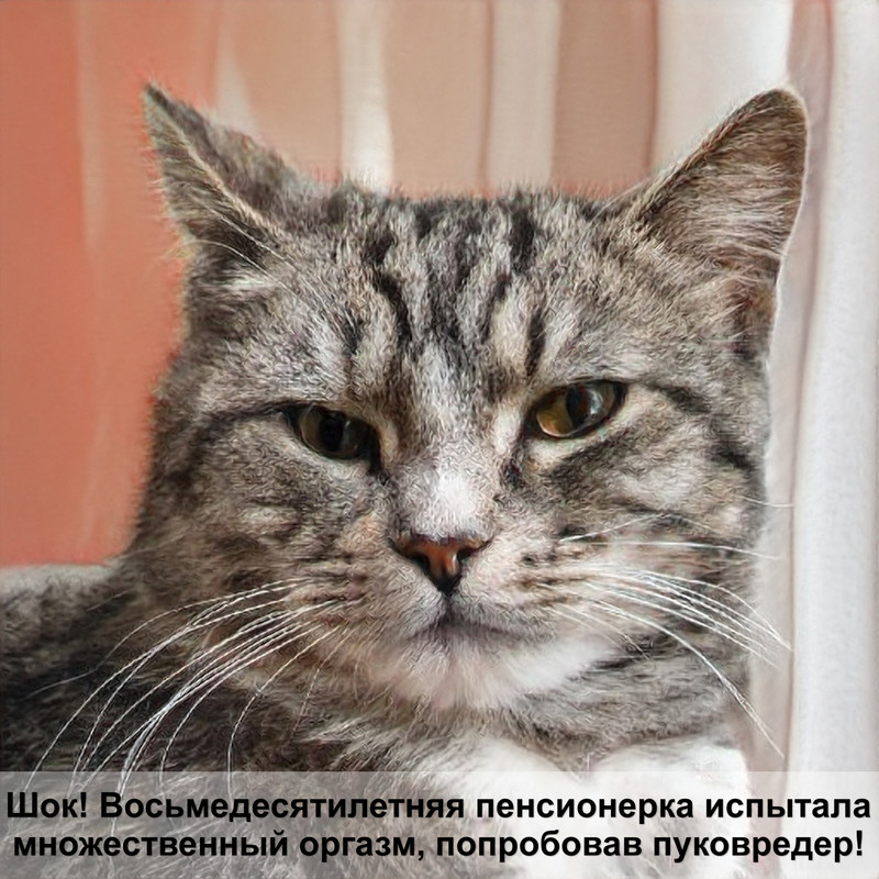 как делать укол кошке