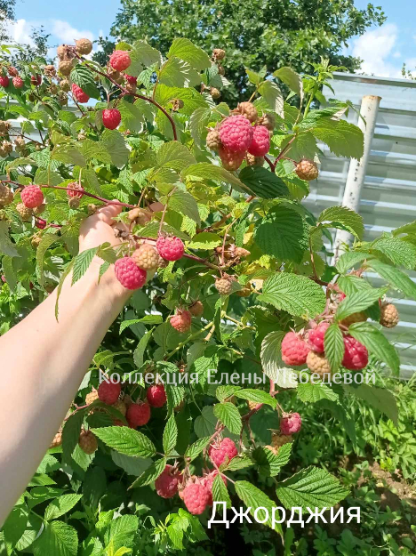 Е.Л._Джорджия малина_куст
