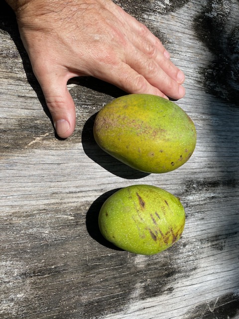 MPentandra1