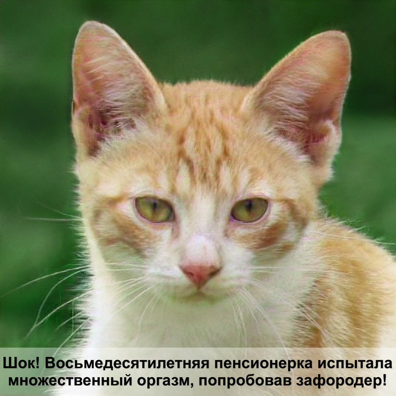 с кем вязать шотландских вислоухих кошек