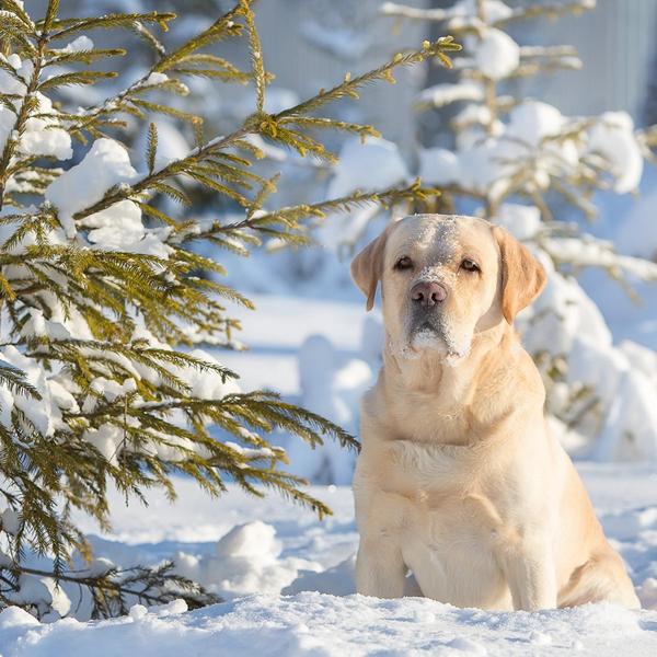 1681349917 animals pibig info p sibirskii retriver zhivotnie vkontakte 64