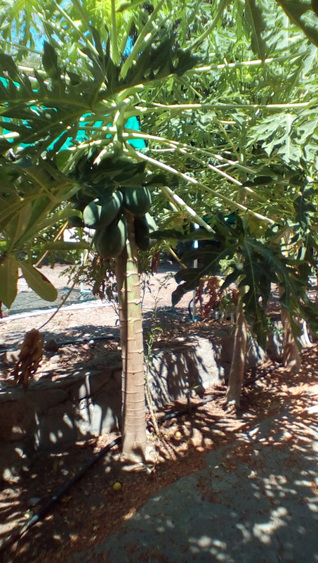 IMG_20170808_1152471_rewind