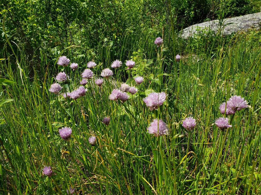 [Image: 20190623-113939.jpg]